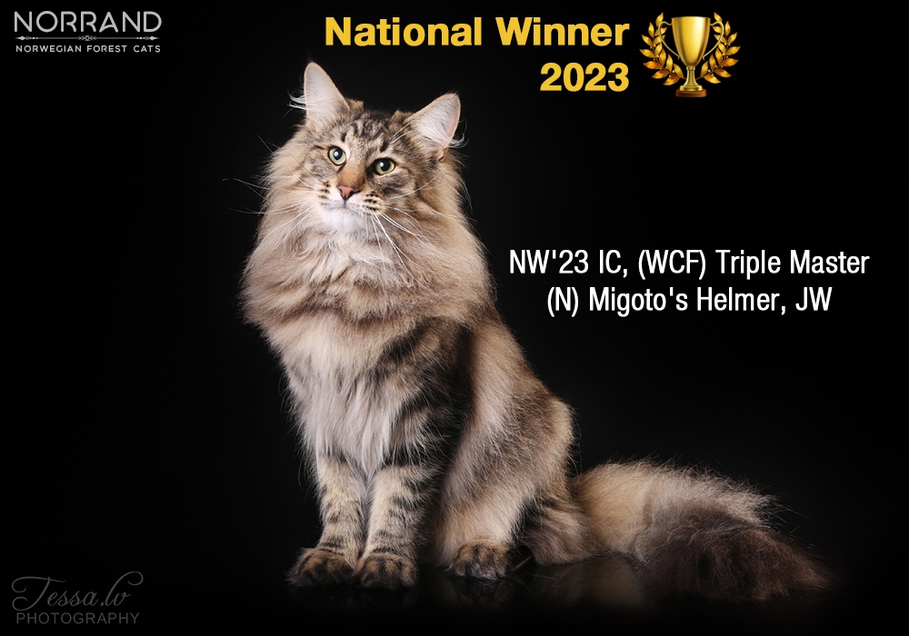 NW´23 IC (WCF) Triple Master (N) Migoto´s Helmer JW - Estonian National winner for 2023 image