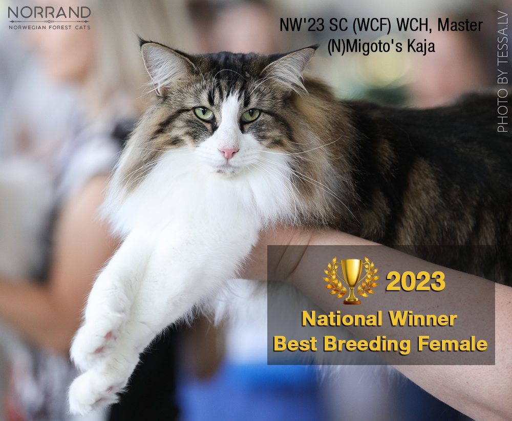 NW´23 IC (WCF) Master (N)Migoto´s Kaja Estonian national winner for 2023 image