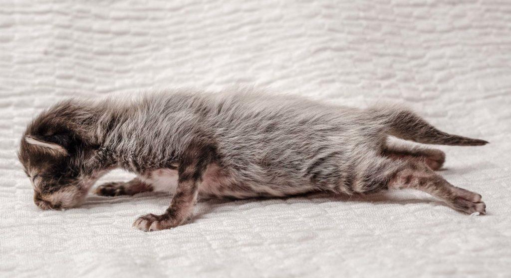 (N)Migoto's Grym, NFO n 22 (Grym was born with frosted coat)