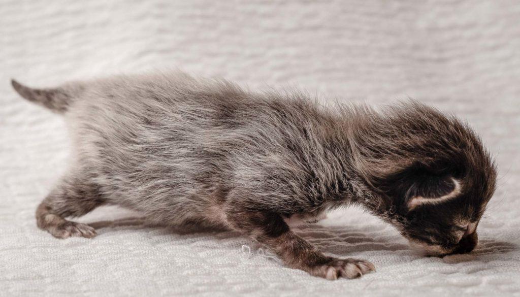 (N)Migoto's Grym, NFO n 22 (Grym was born with frosted coat)