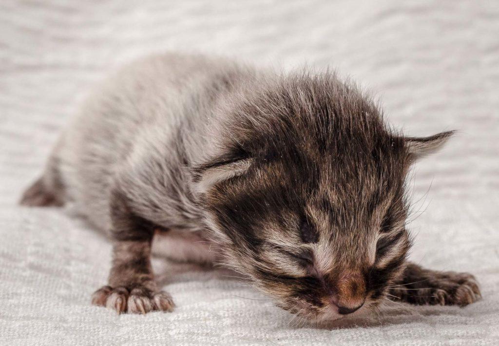 (N)Migoto's Grym, NFO n 22 (Grym was born with frosted coat)