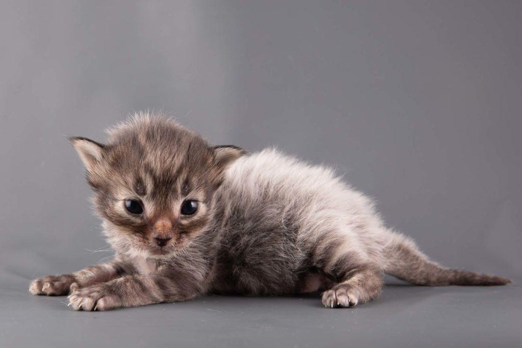 (N)Migoto's Grym, NFO n 22 (Grym was born with frosted coat)