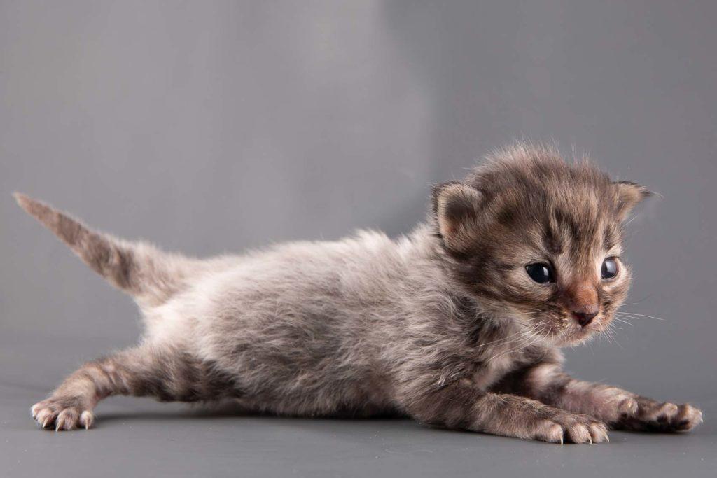 (N)Migoto's Grym, NFO n 22 (Grym was born with frosted coat)