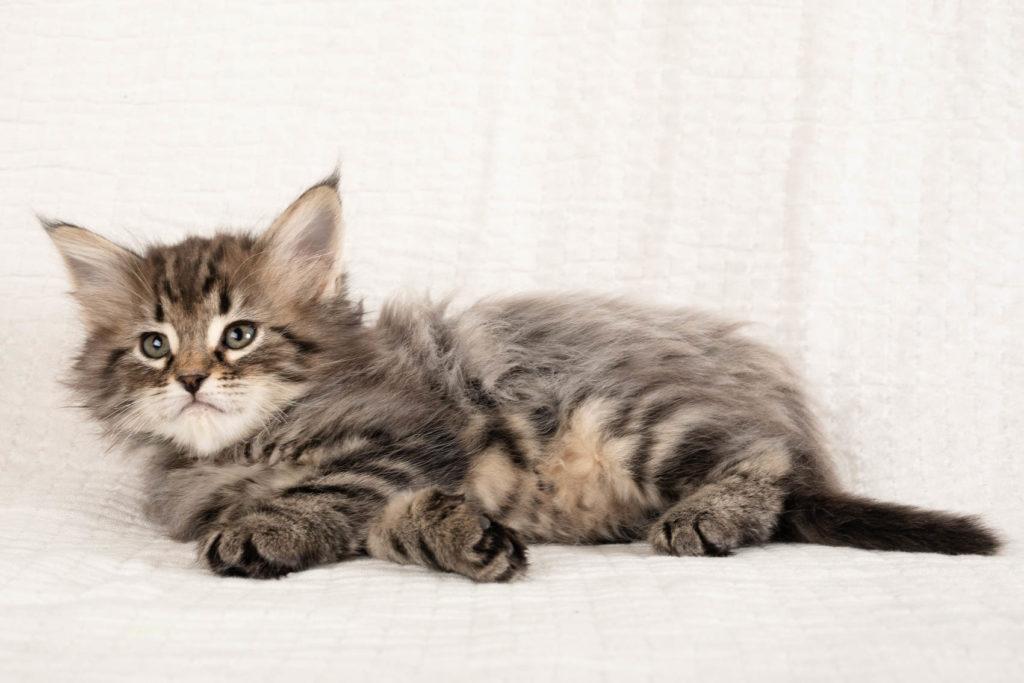 (N)Migoto's Grym, NFO n 22 (Grym was born with frosted coat)