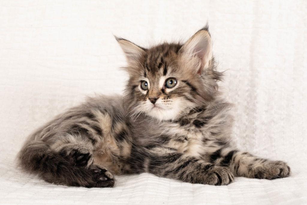 (N)Migoto's Grym, NFO n 22 (Grym was born with frosted coat)