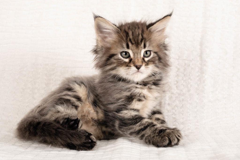 (N)Migoto's Grym, NFO n 22 (Grym was born with frosted coat)