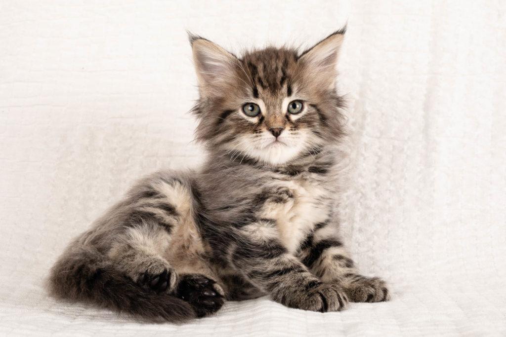 (N)Migoto's Grym, NFO n 22 (Grym was born with frosted coat)