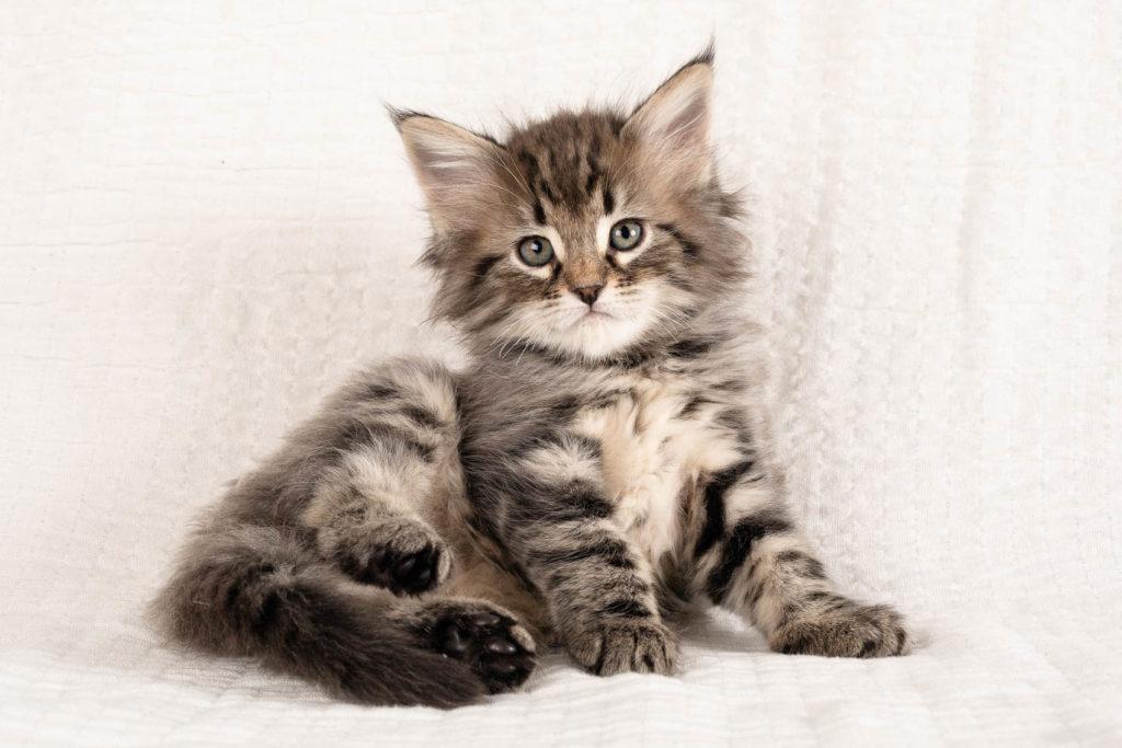 (N)Migoto's Grym, NFO n 22 (Grym was born with frosted coat)