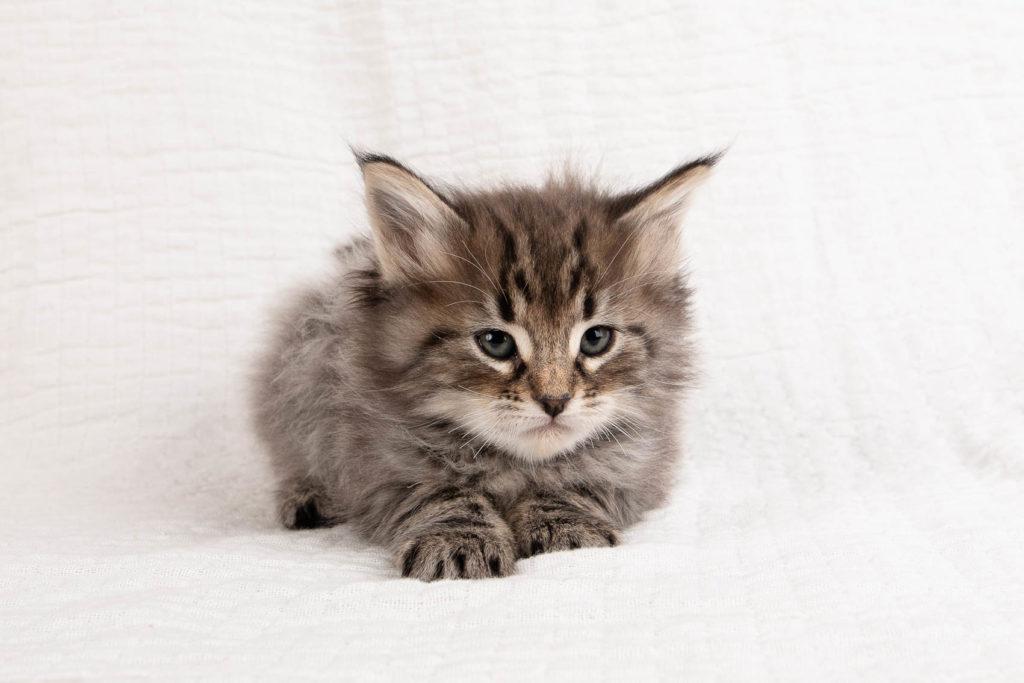 (N)Migoto's Grym, NFO n 22 (Grym was born with frosted coat)