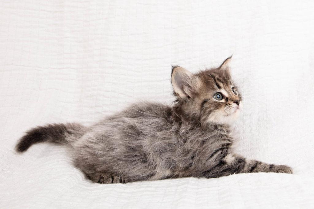 (N)Migoto's Grym, NFO n 22 (Grym was born with frosted coat)