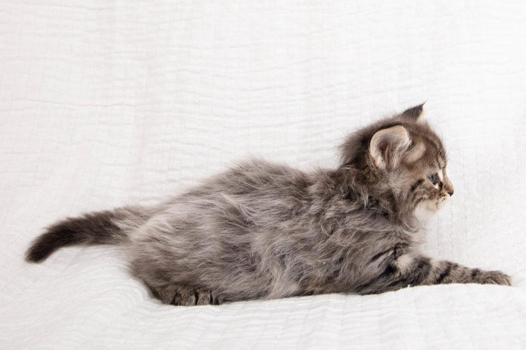 (N)Migoto's Grym, NFO n 22 (Grym was born with frosted coat)