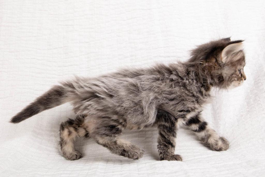 (N)Migoto's Grym, NFO n 22 (Grym was born with frosted coat)