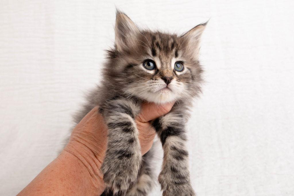 (N)Migoto's Grym, NFO n 22 (Grym was born with frosted coat)