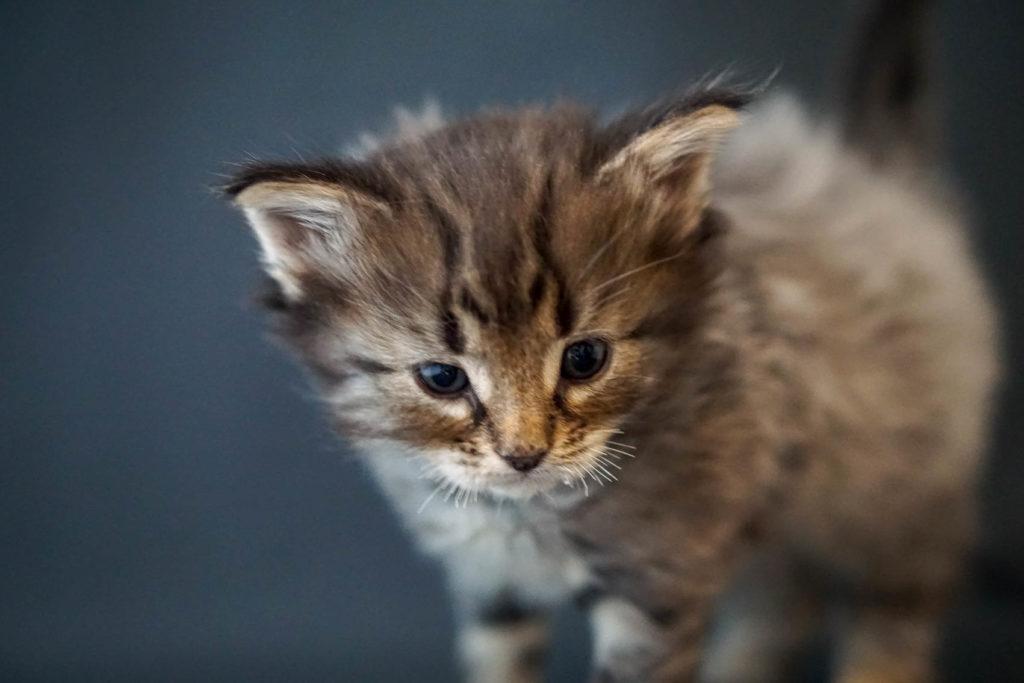 (N)Migoto's Grym, NFO n 22 (Grym was born with frosted coat)