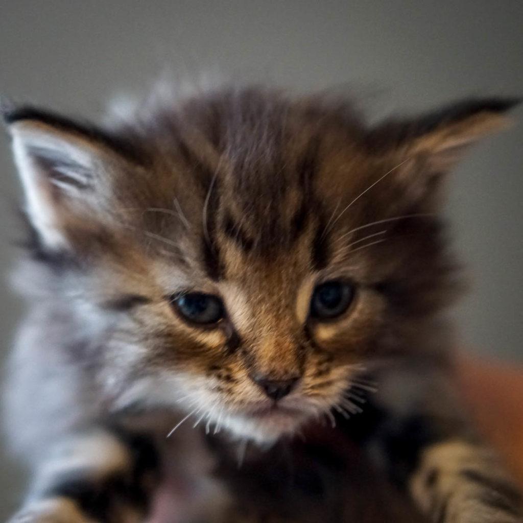 (N)Migoto's Grym, NFO n 22 (Grym was born with frosted coat)