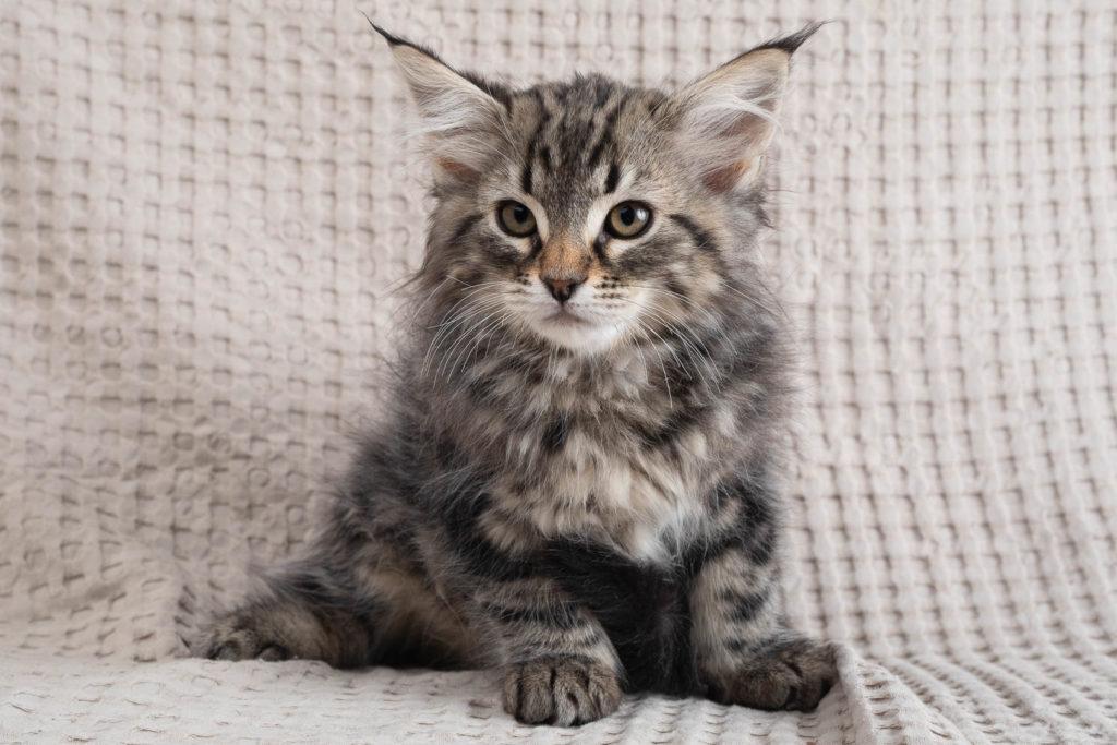 (N)Migoto's Grym, NFO n 22 (Grym was born with frosted coat)