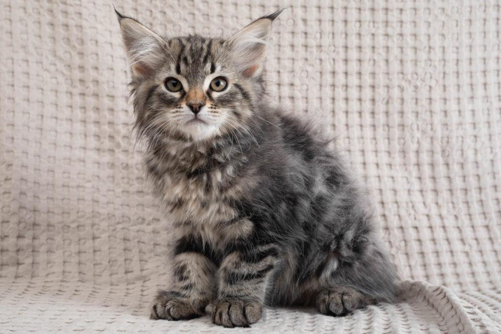 (N)Migoto's Grym, NFO n 22 (Grym was born with frosted coat)