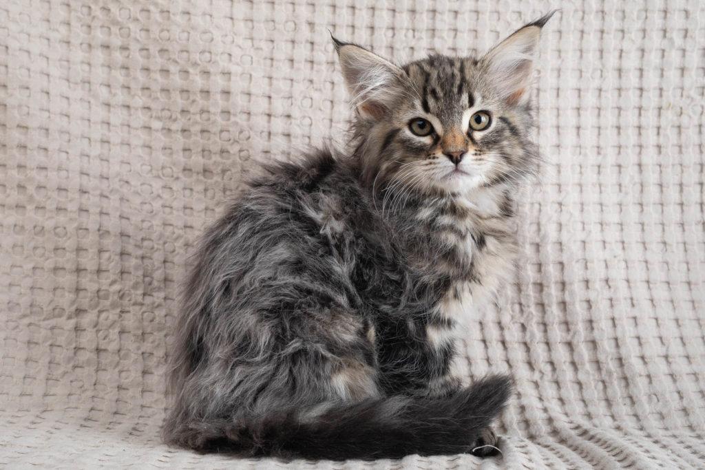 (N)Migoto's Grym, NFO n 22 (Grym was born with frosted coat)