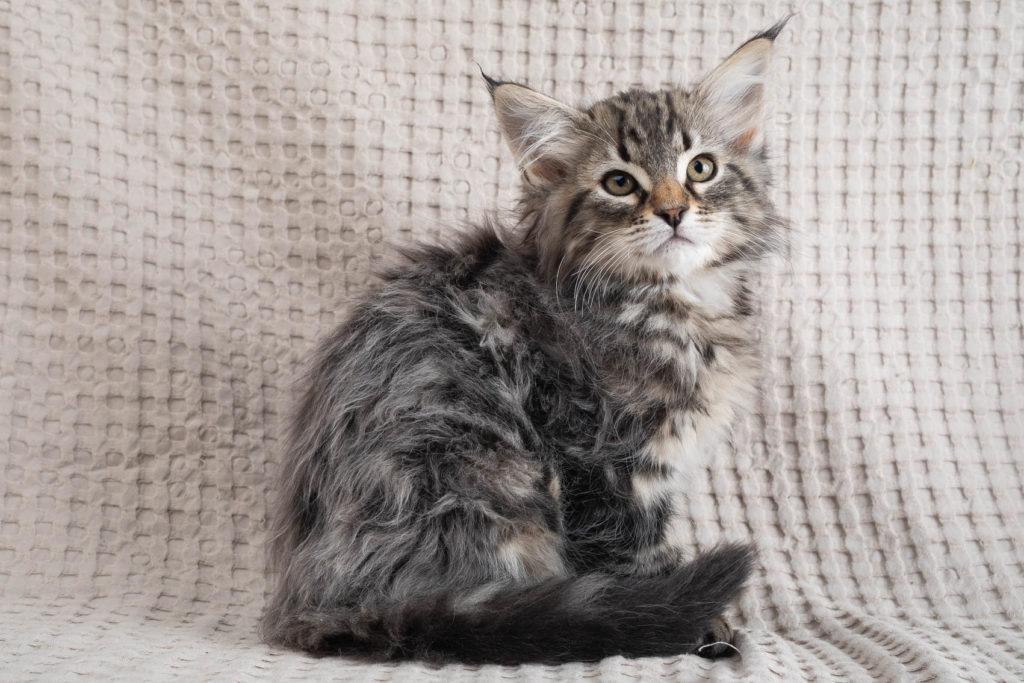(N)Migoto's Grym, NFO n 22 (Grym was born with frosted coat)