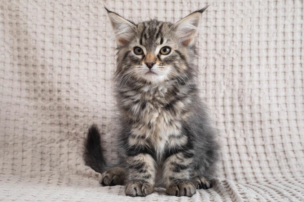 (N)Migoto's Grym, NFO n 22 (Grym was born with frosted coat)