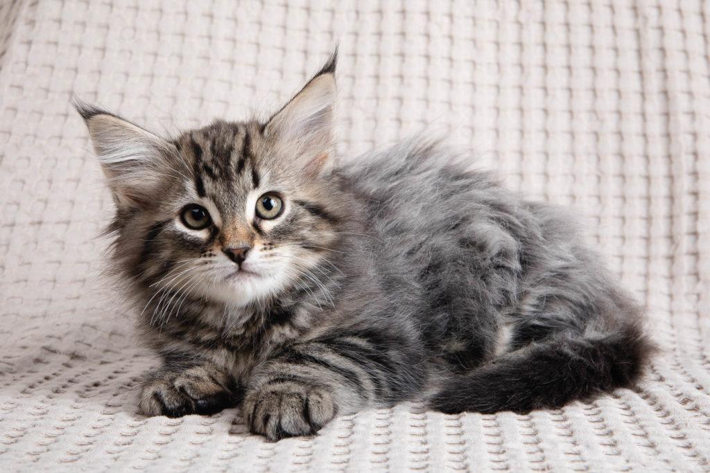 (N)Migoto's Grym, NFO n 22 (Grym was born with frosted coat)