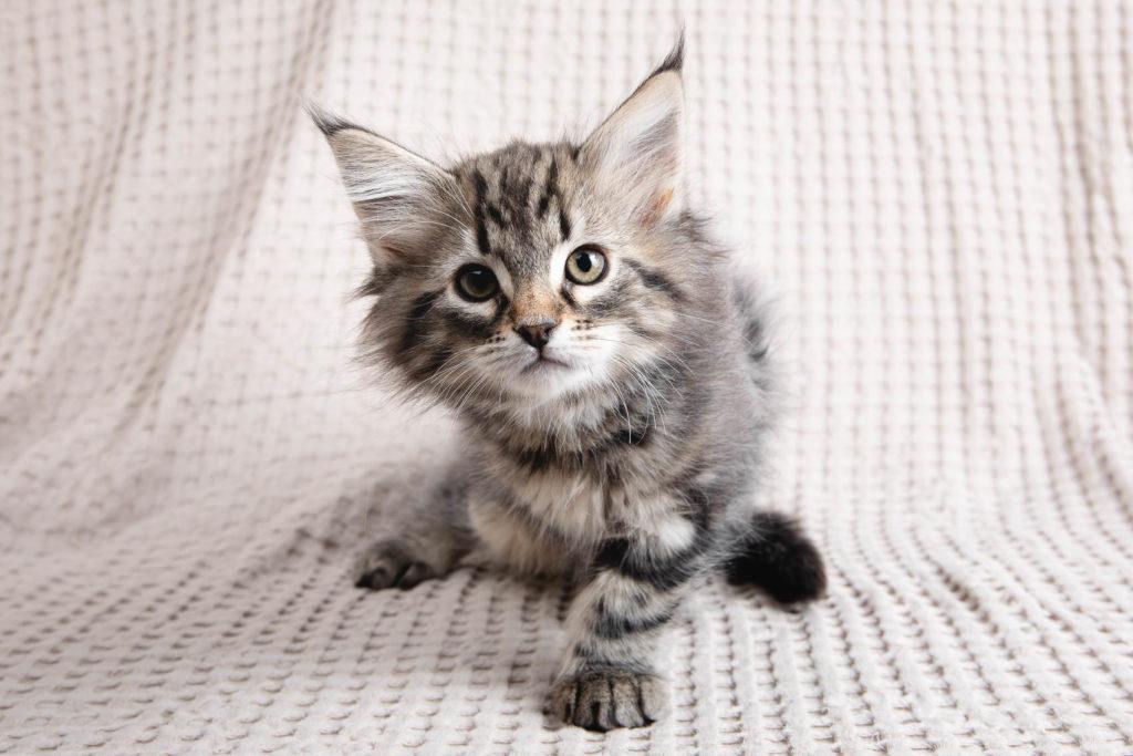(N)Migoto's Grym, NFO n 22 (Grym was born with frosted coat)