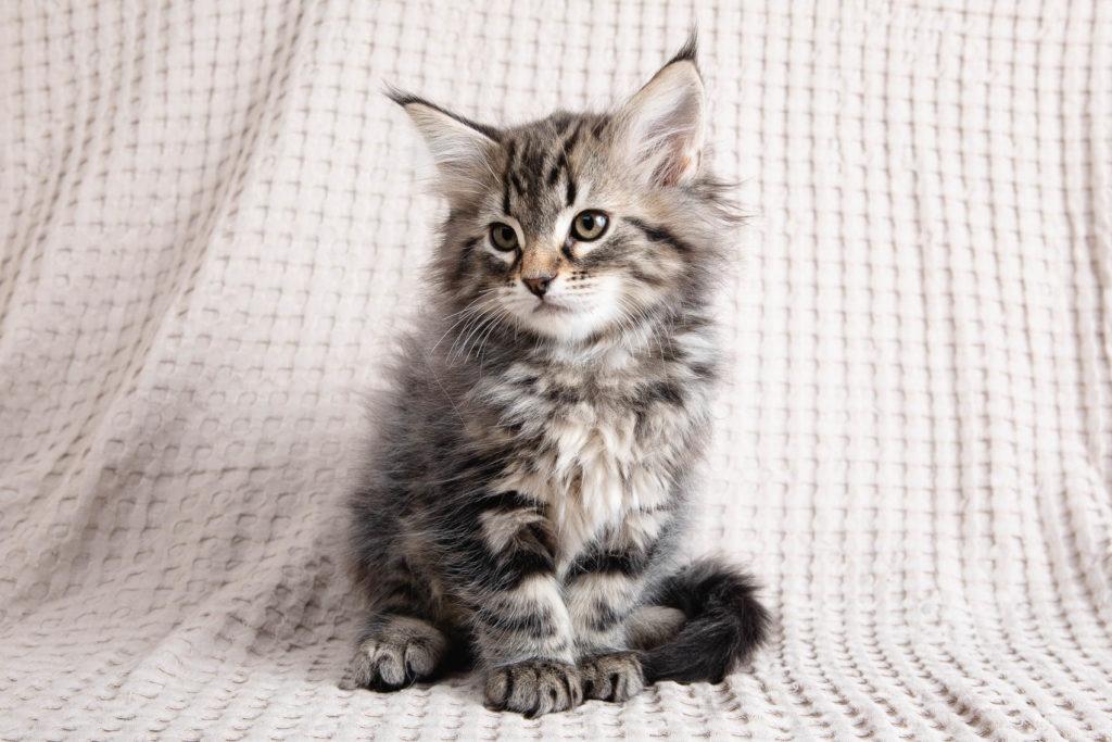 (N)Migoto's Grym, NFO n 22 (Grym was born with frosted coat)