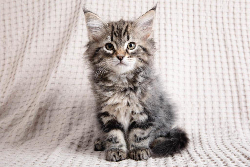 (N)Migoto's Grym, NFO n 22 (Grym was born with frosted coat)