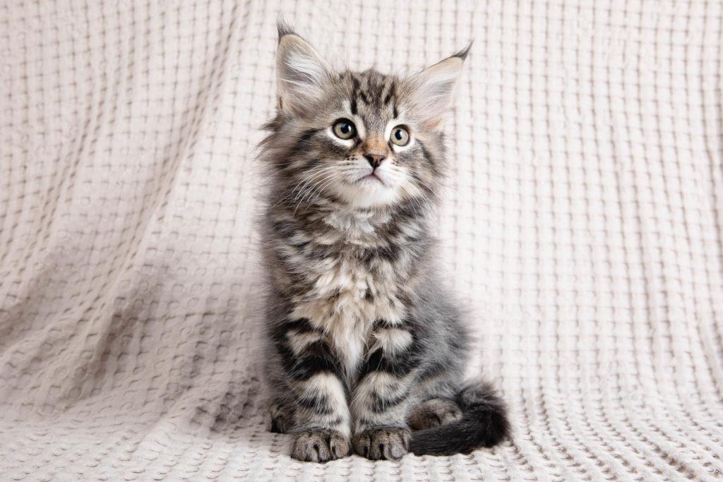 (N)Migoto's Grym, NFO n 22 (Grym was born with frosted coat)