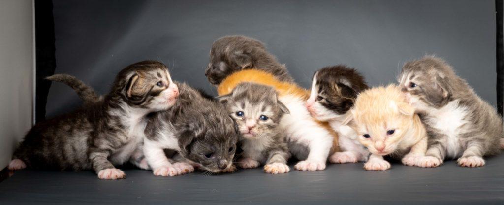 (N)Migoto's L3 Litter