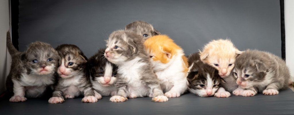(N)Migoto's L3 Litter