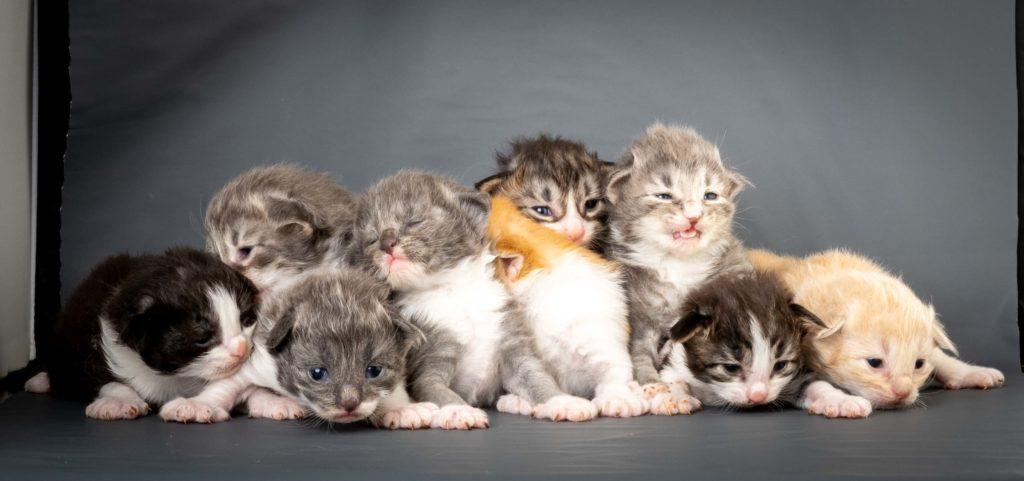 (N)Migoto's L3 Litter
