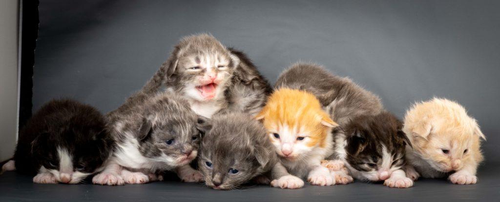 (N)Migoto's L3 Litter