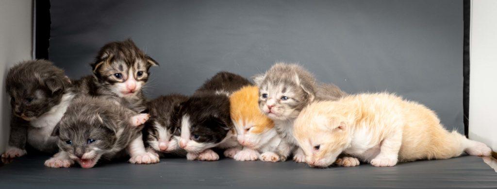 (N)Migoto's L3 Litter