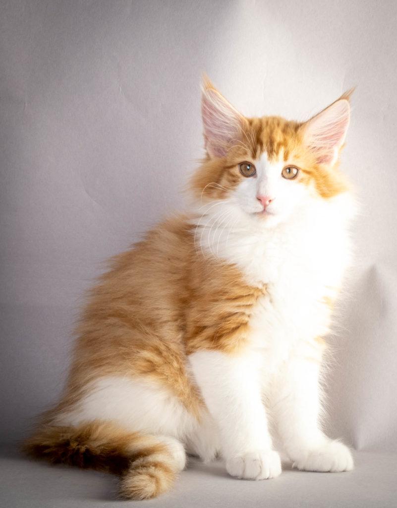 (N)Migoto's Asbjørn jr, NFO d 03 24