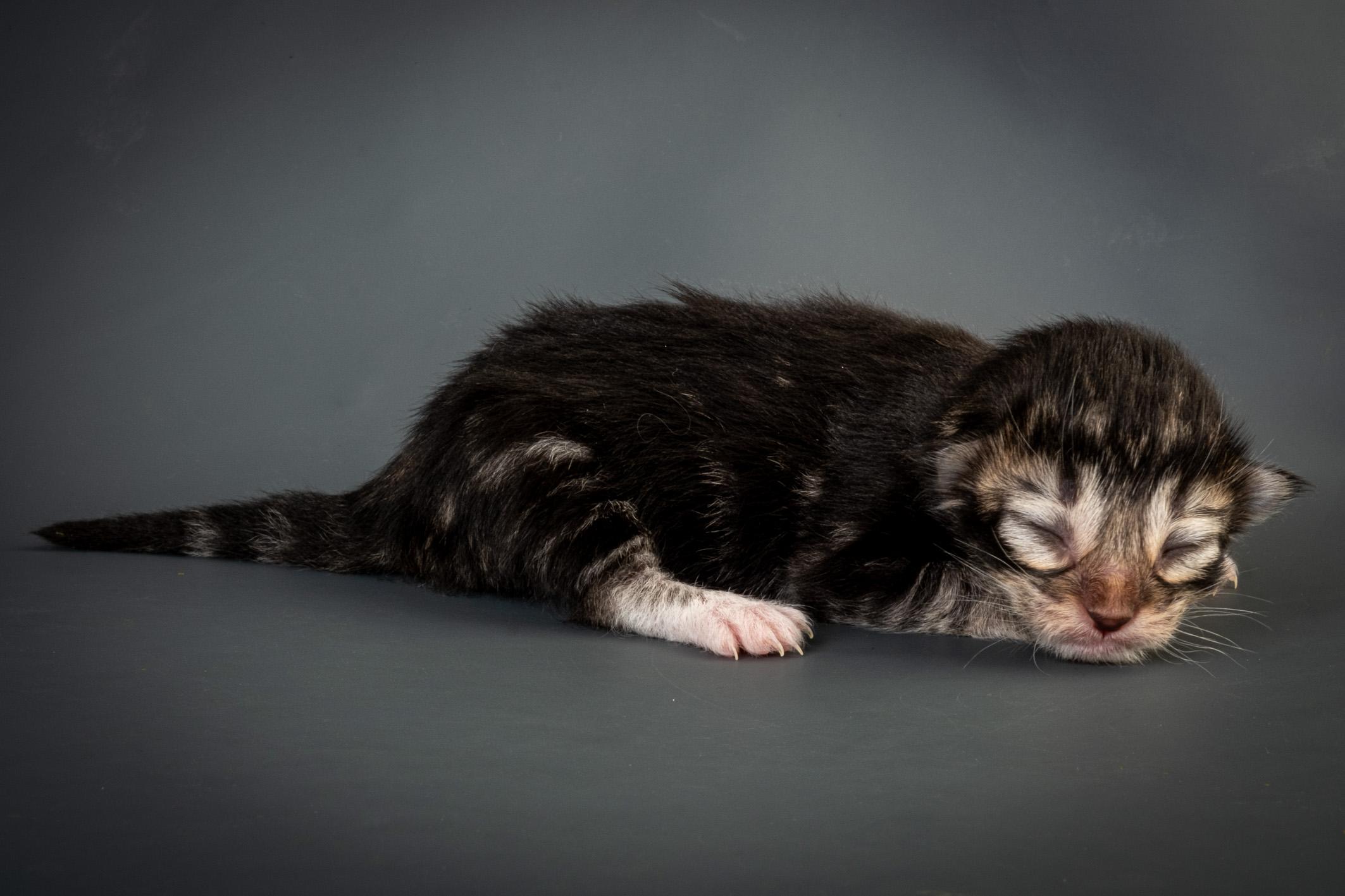 N4 Litter born March 29th image