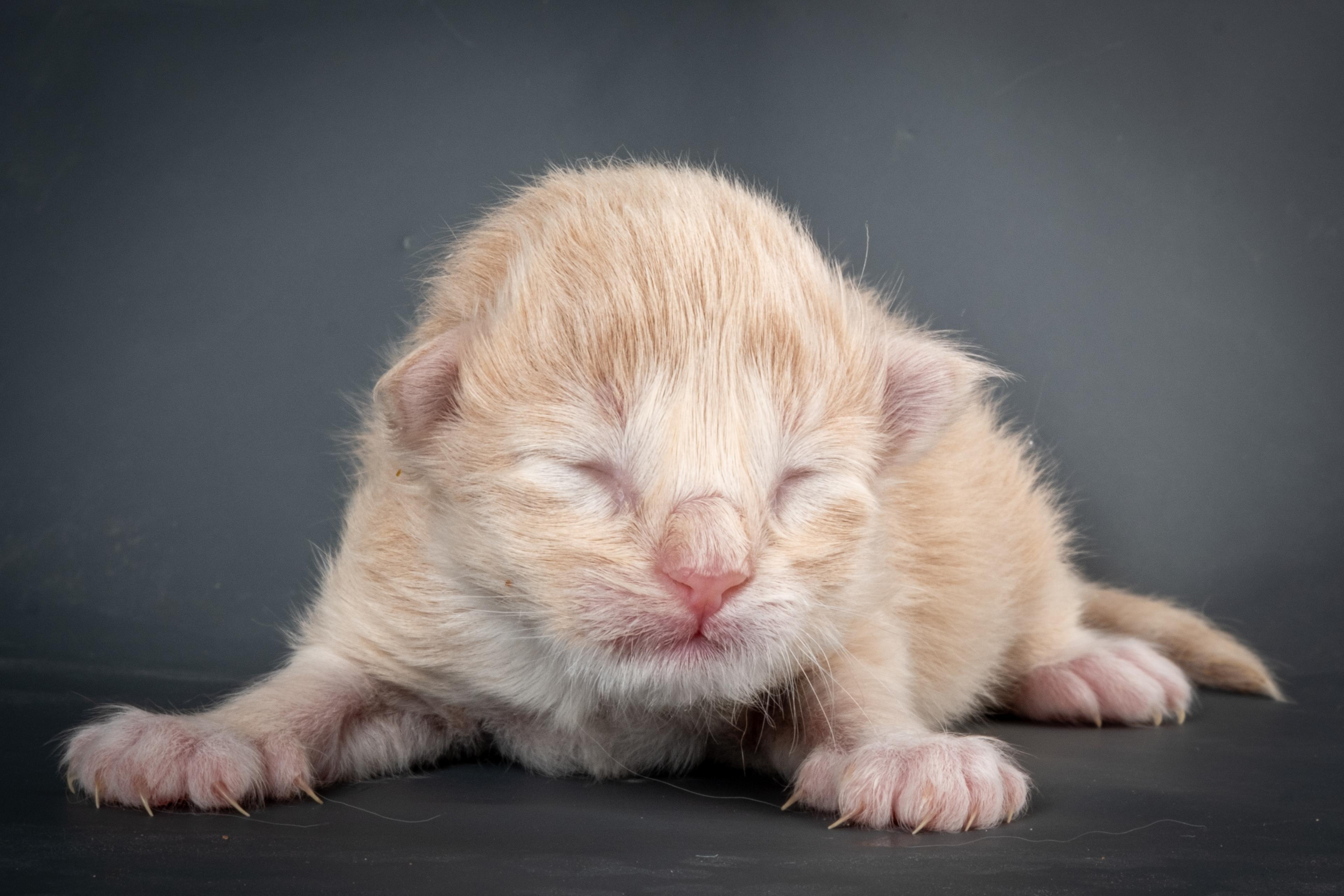 (N)Migoto's Simba jr, NFO e(s) 09 ??