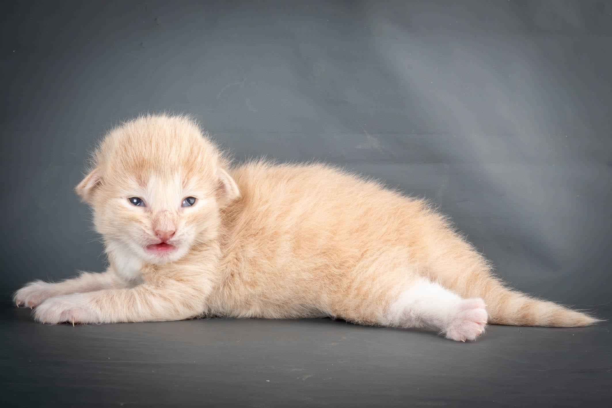 (N)Migoto's Simba jr, NFO e(s) 09 ??