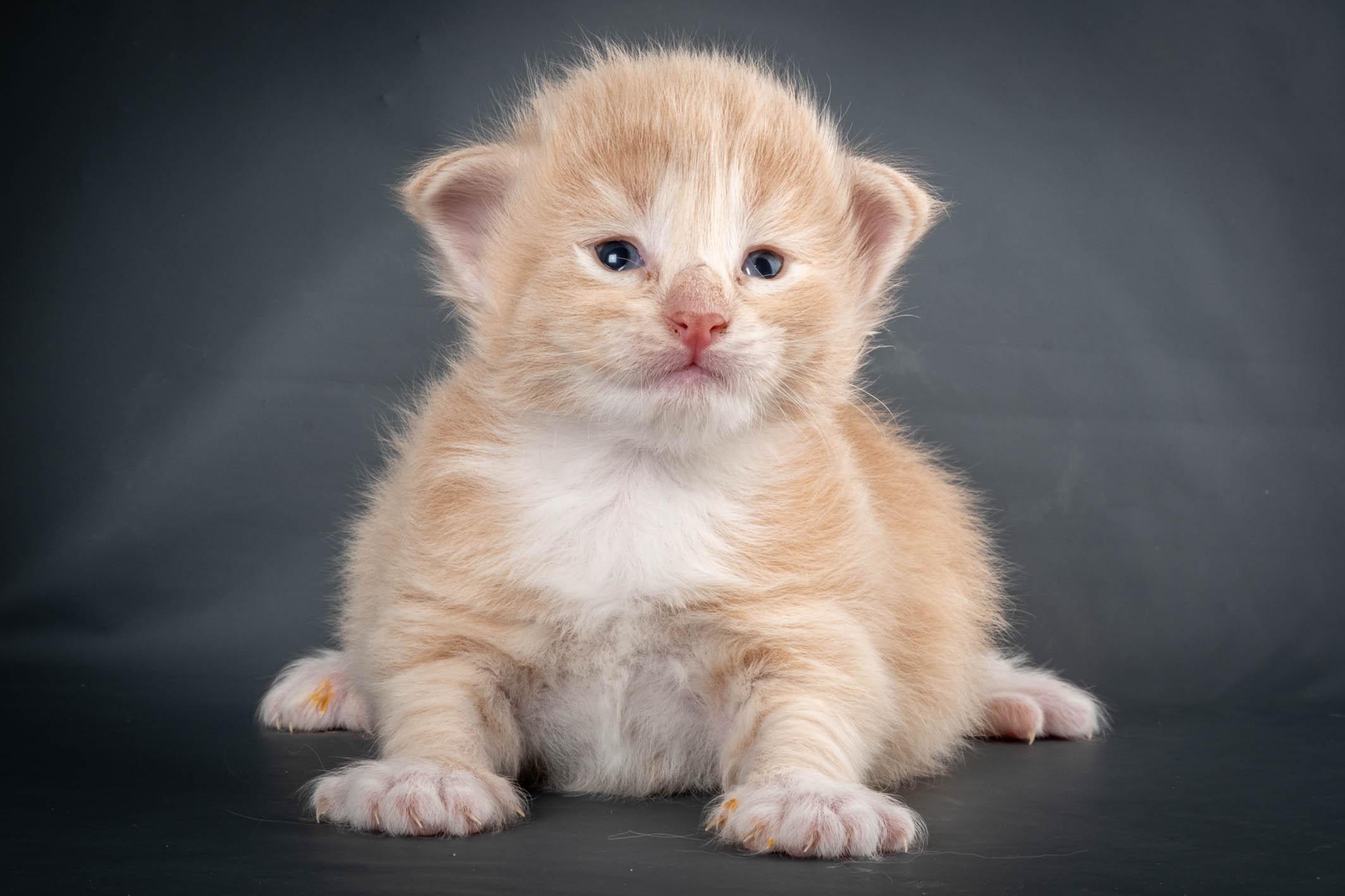 (N)Migoto's Simba jr, NFO e(s) 09 ??