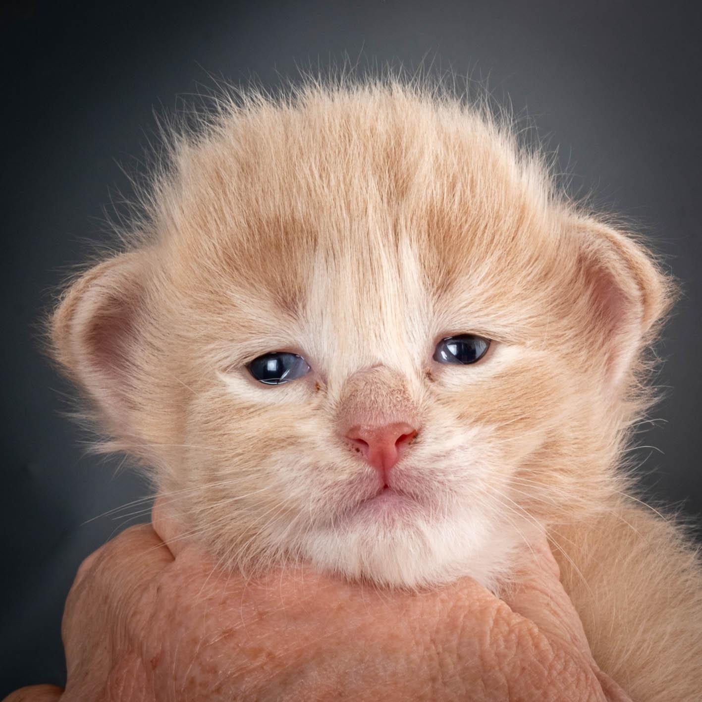 (N)Migoto's Simba jr, NFO e(s) 09 ??