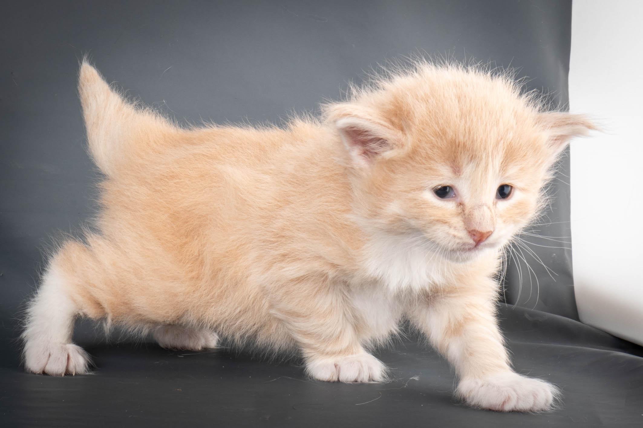 (N)Migoto's Simba jr, NFO e(s) 09 ??