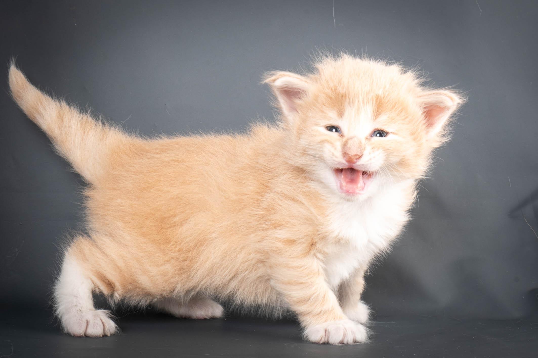 (N)Migoto's Simba jr, NFO e(s) 09 ??