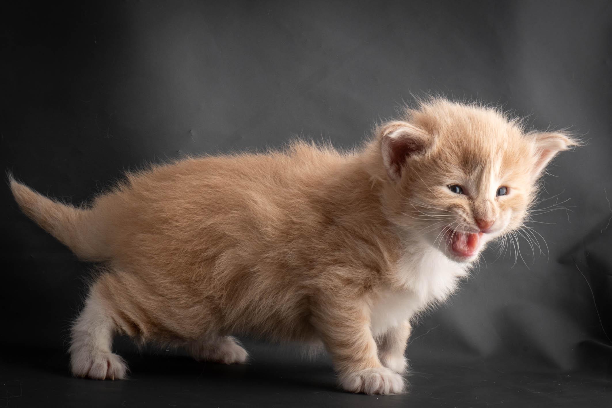 (N)Migoto's Simba jr, NFO e(s) 09 ??