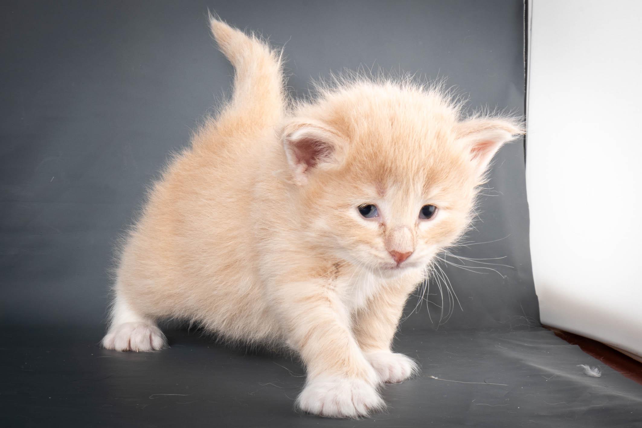 (N)Migoto's Simba jr, NFO e(s) 09 ??