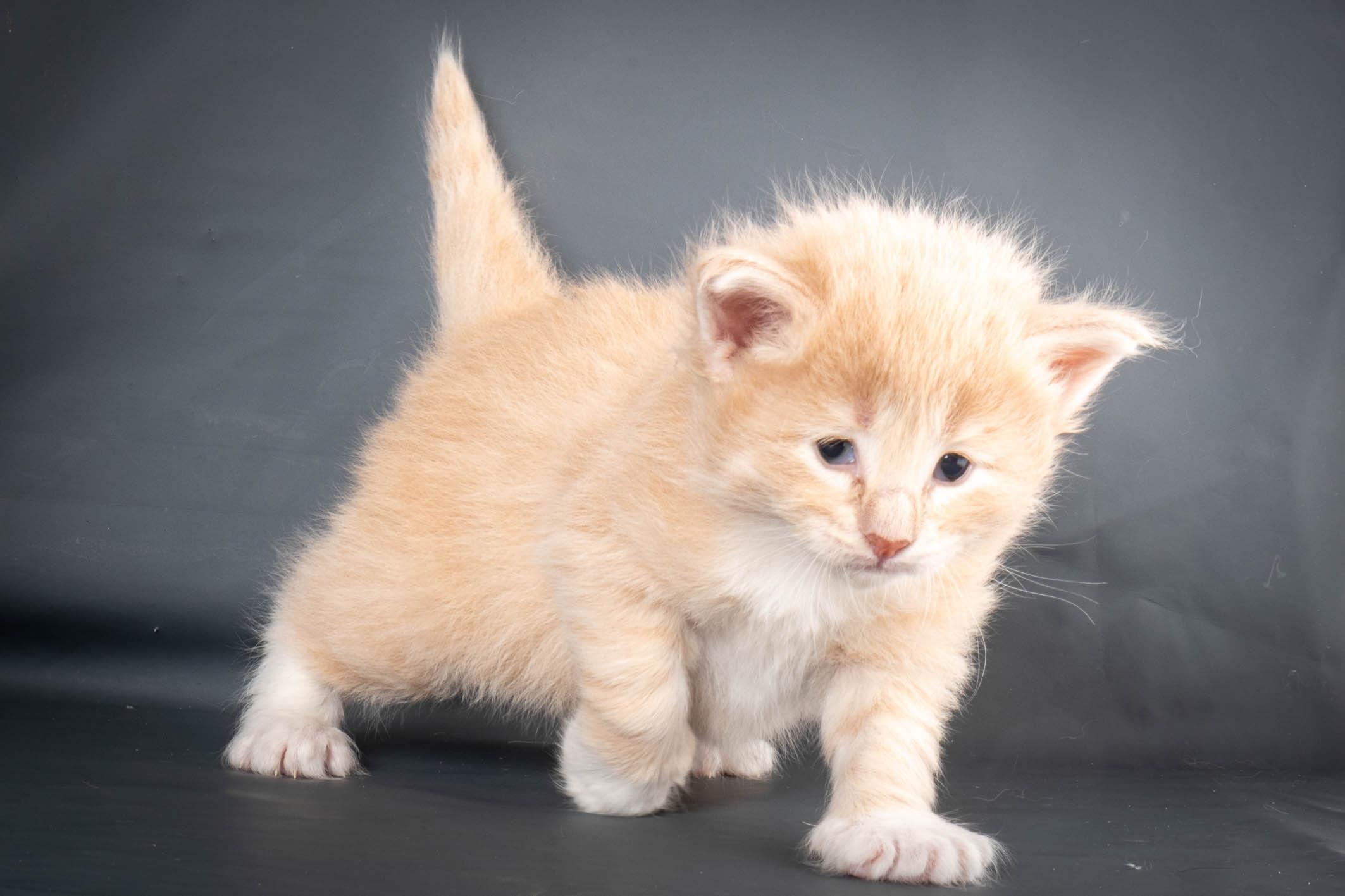 (N)Migoto's Simba jr, NFO e(s) 09 ??