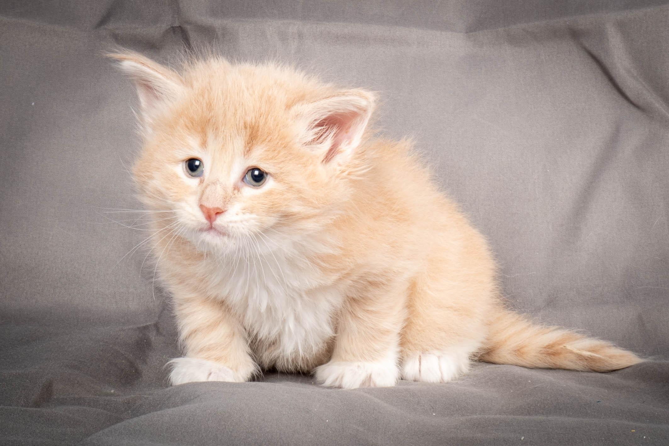 (N)Migoto's Simba jr, NFO e(s) 09 ??