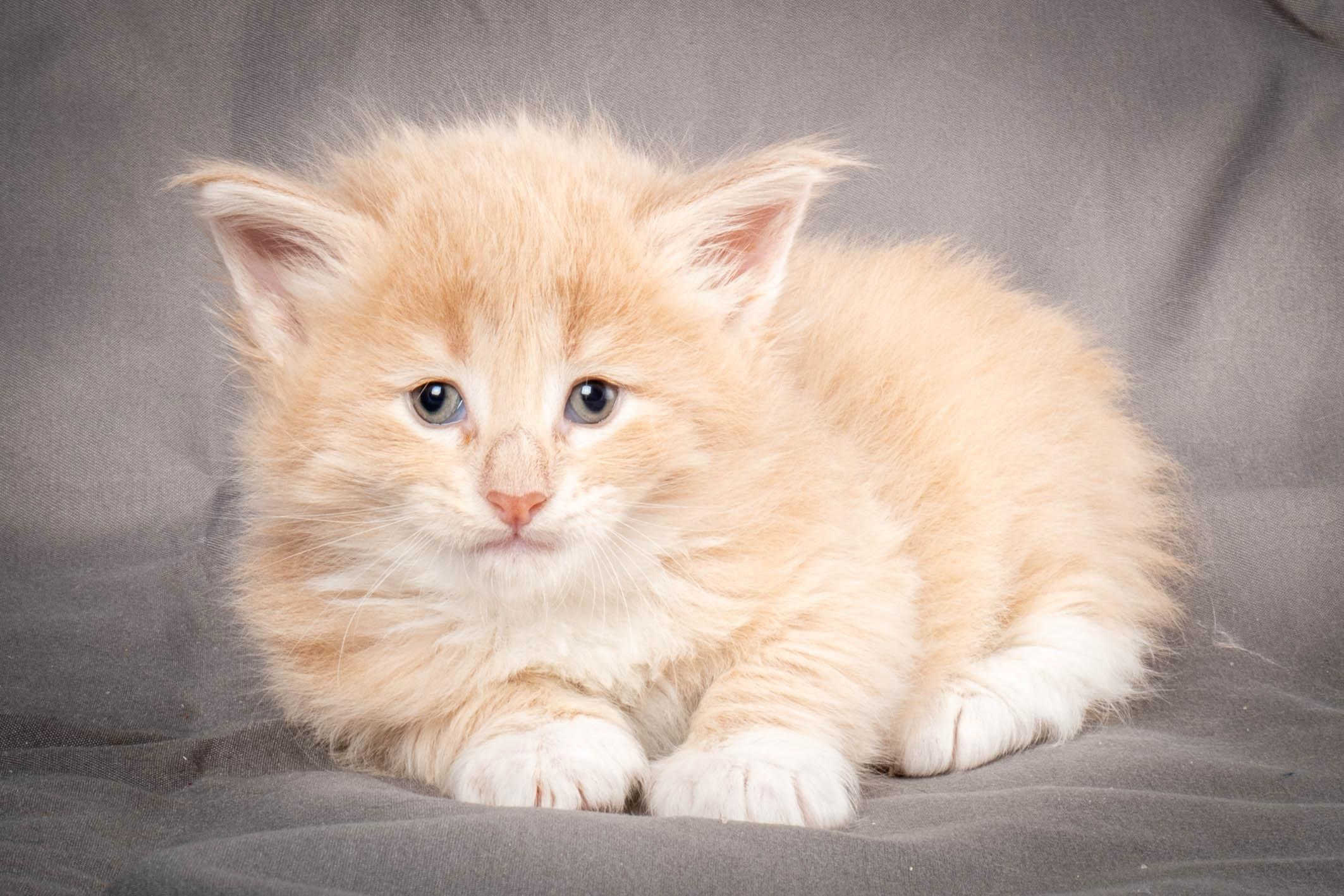 (N)Migoto's Simba jr, NFO e(s) 09 ??