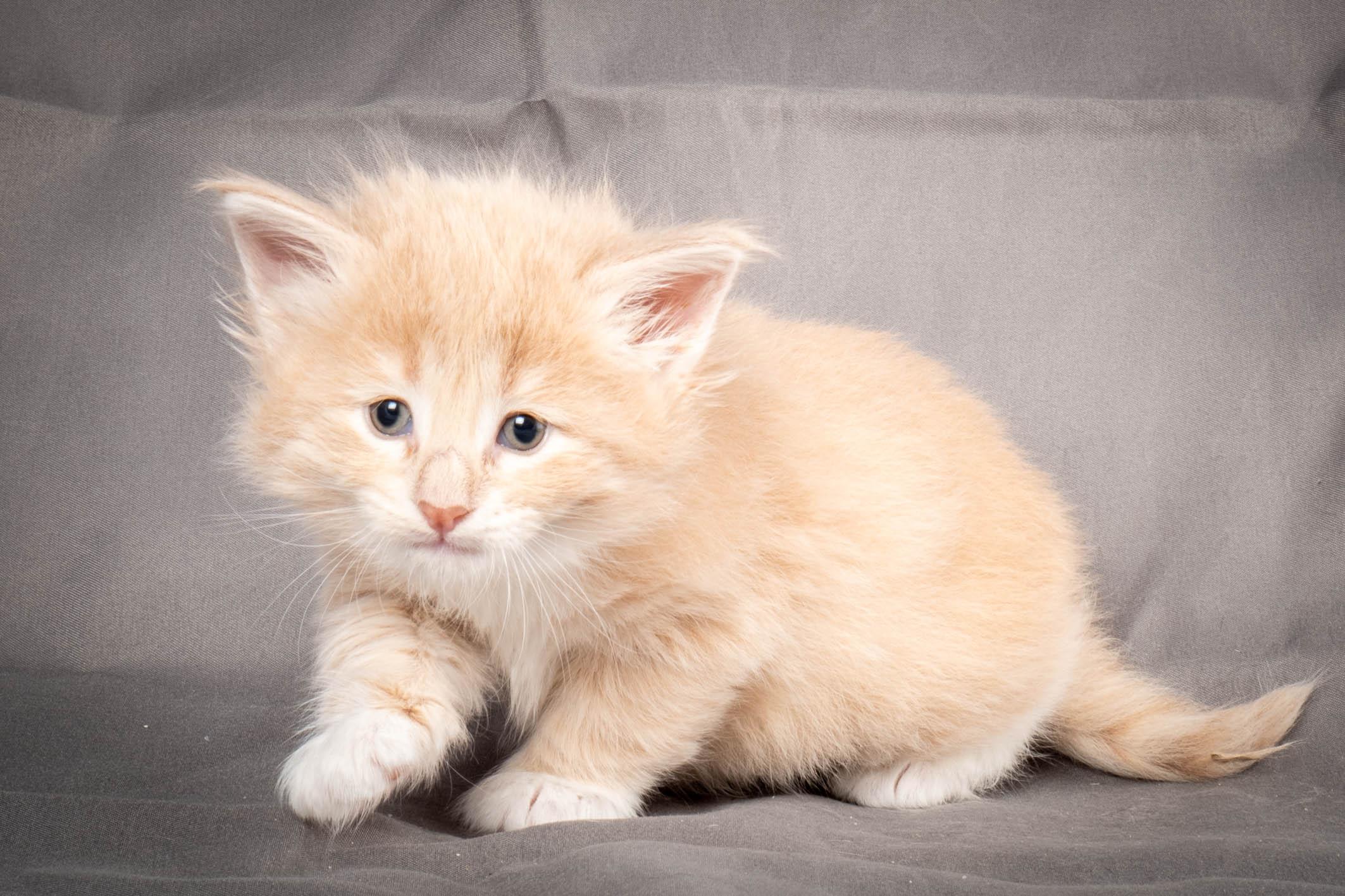 (N)Migoto's Simba jr, NFO e(s) 09 ??