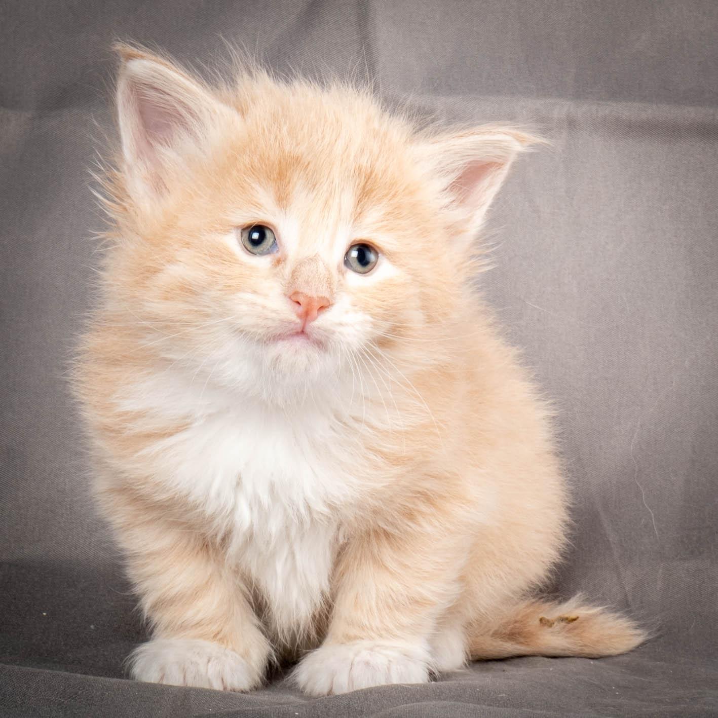 (N)Migoto's Simba jr, NFO e(s) 09 ??