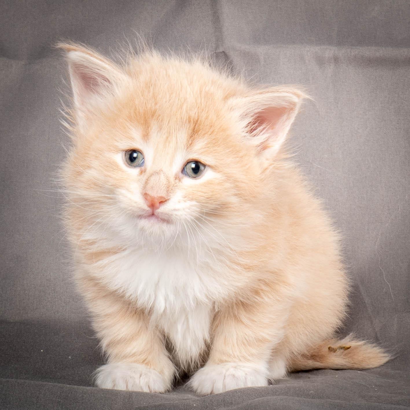 (N)Migoto's Simba jr, NFO e(s) 09 ??